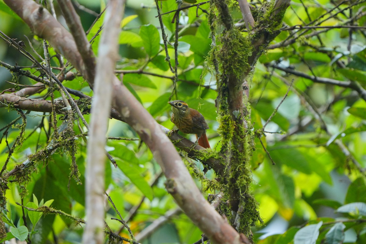 Scaly-throated Foliage-gleaner - ML633136596