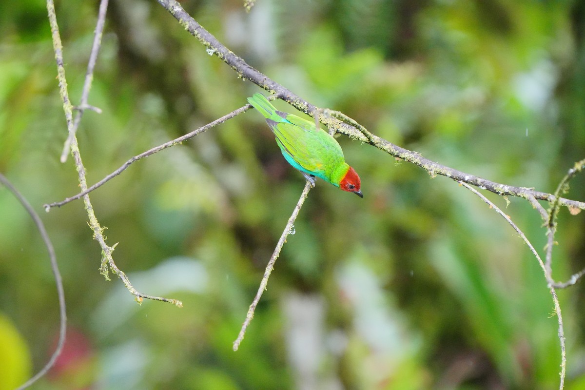 Bay-headed Tanager (Bay-and-blue) - ML633136606