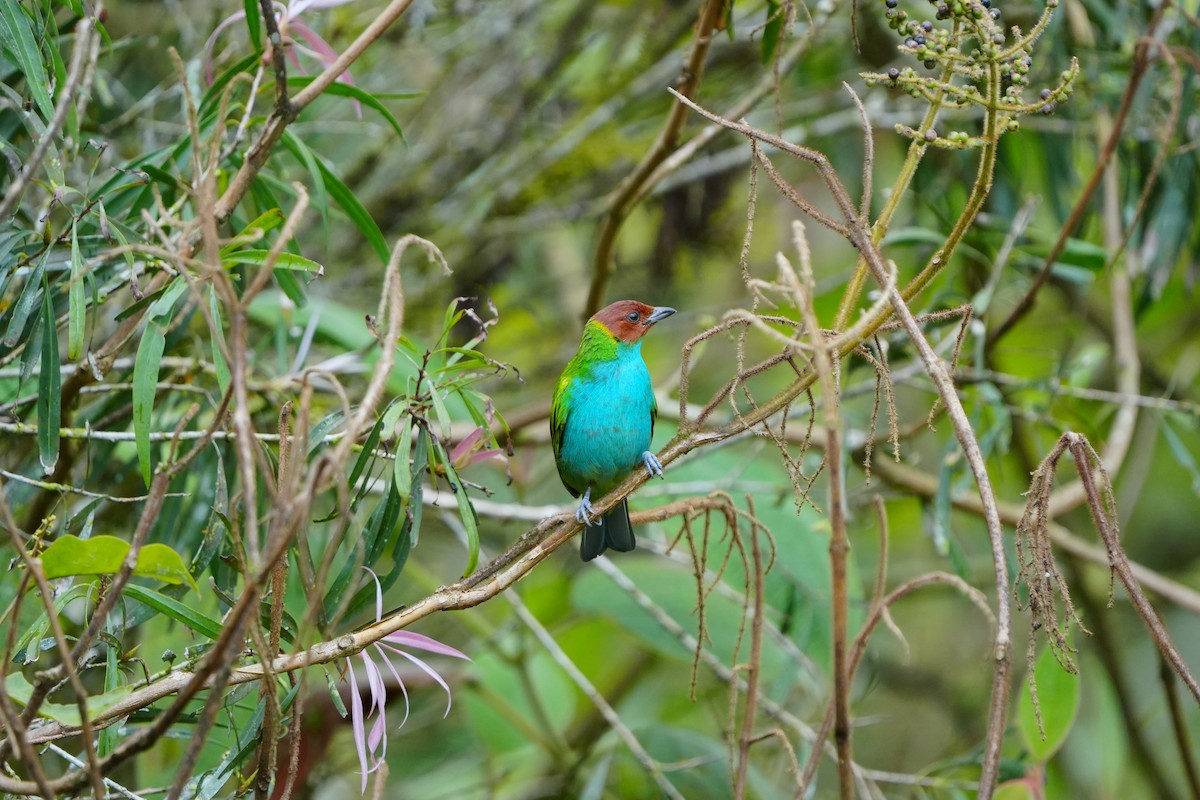 Bay-headed Tanager (Bay-and-blue) - ML633136647