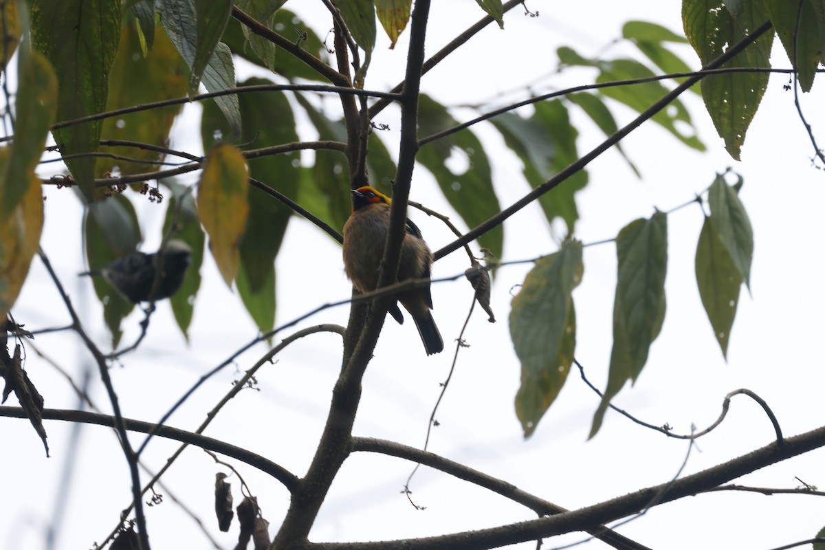 Flame-faced Tanager - Ray Flores