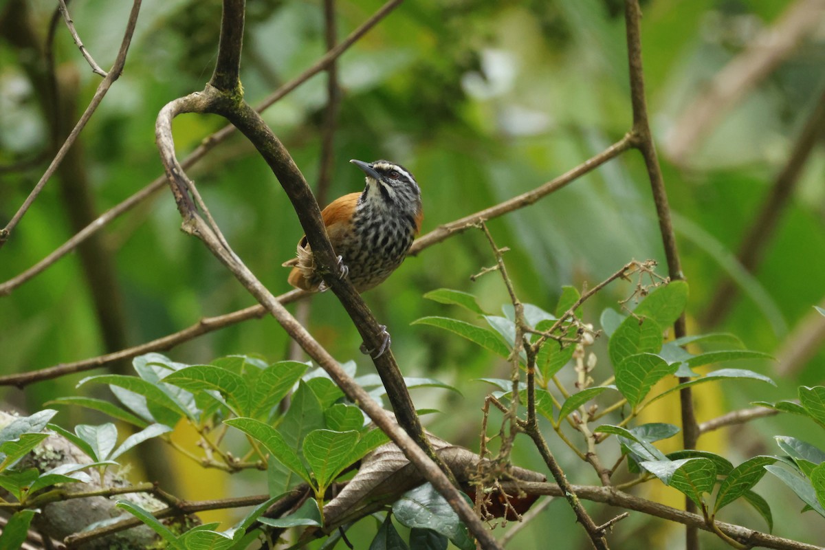 Inca Wren - ML633136710