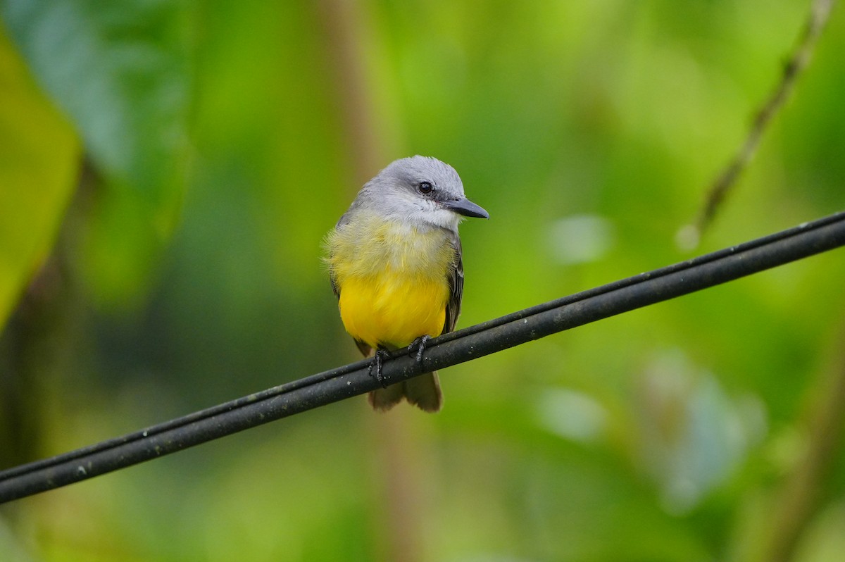 Tropical Kingbird - ML633136715