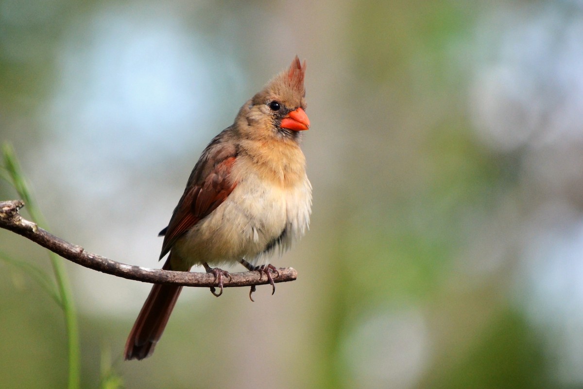 Northern Cardinal - ML633136819