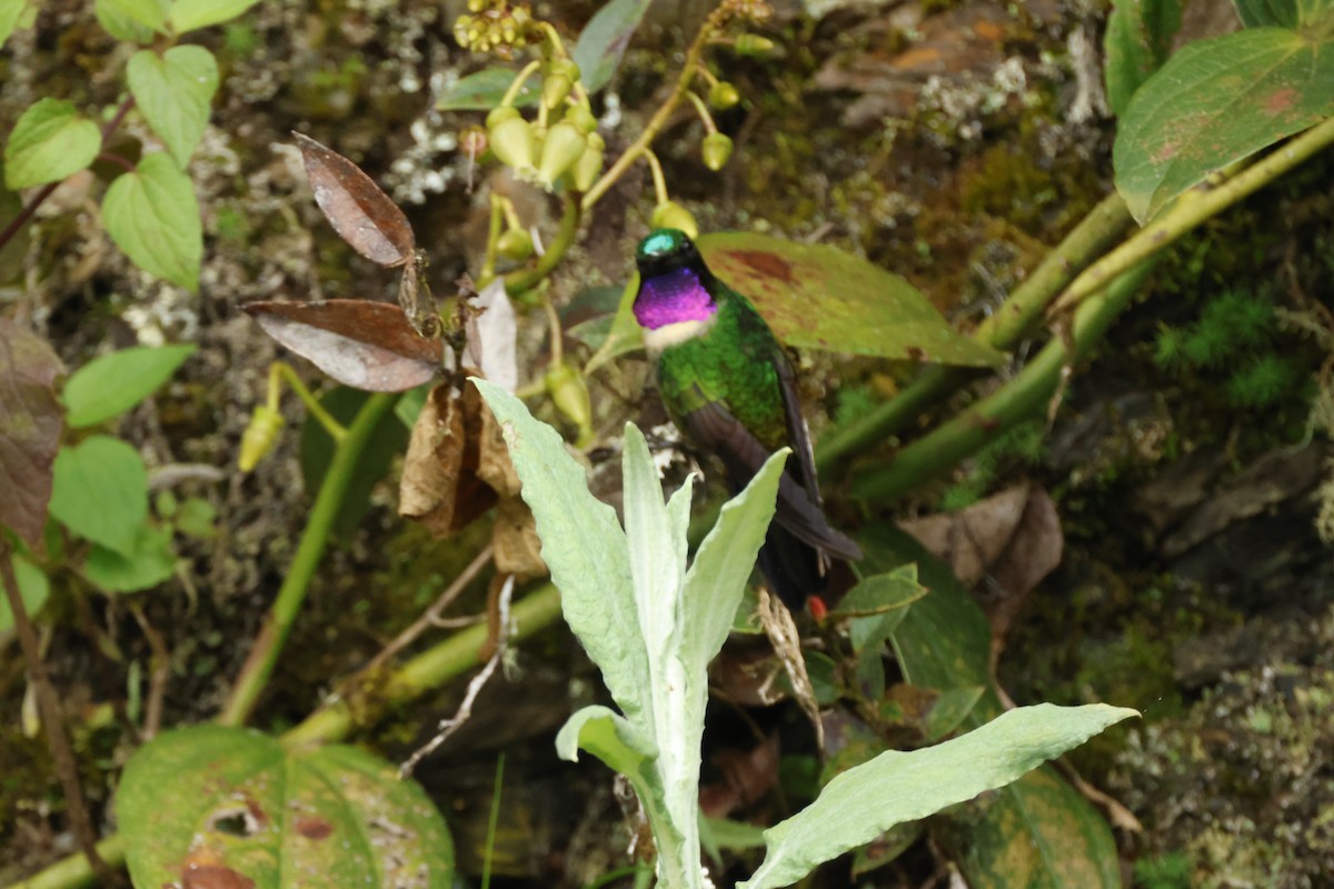 Amethyst-throated Sunangel - ML633136822