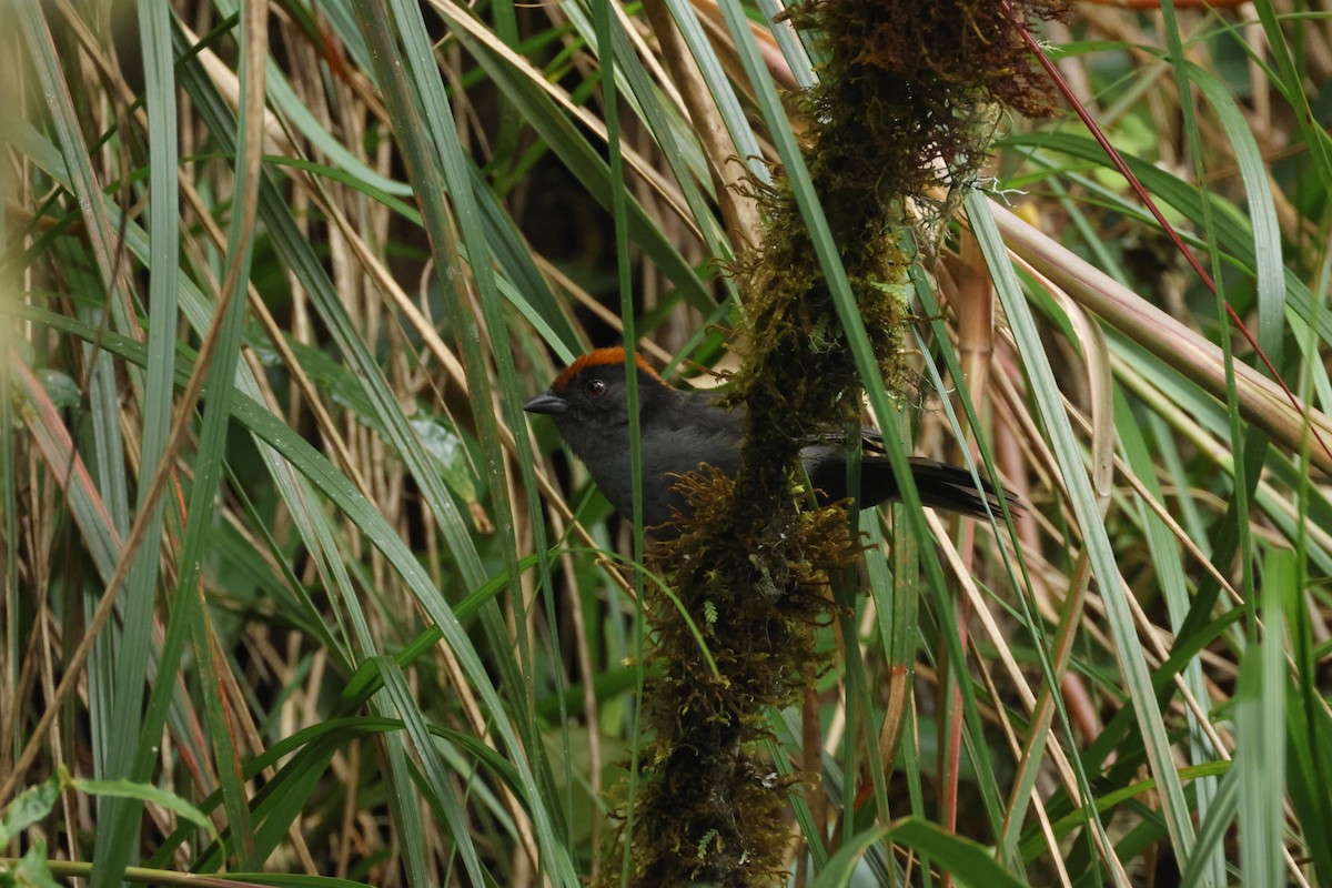 Cuzco Brushfinch - ML633136849