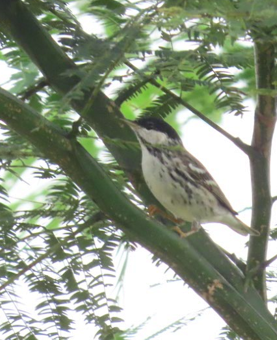 Blackpoll Warbler - ML633136860