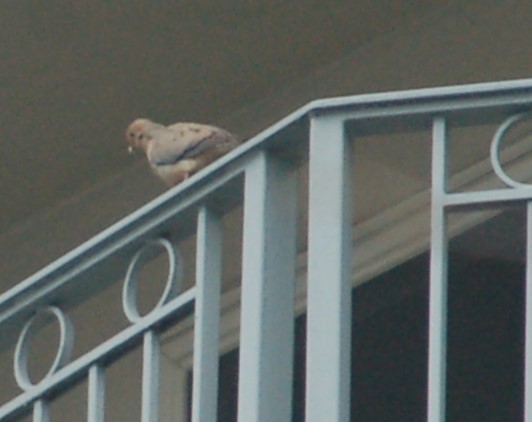 Mourning Dove - ML633136894