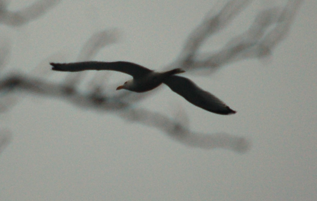 American Herring Gull - ML633136957