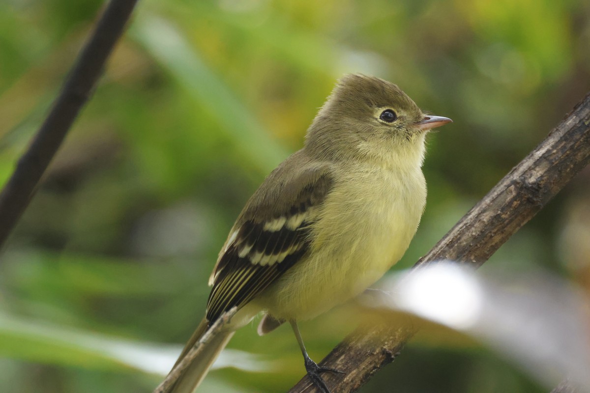 Highland Elaenia - ML633136963