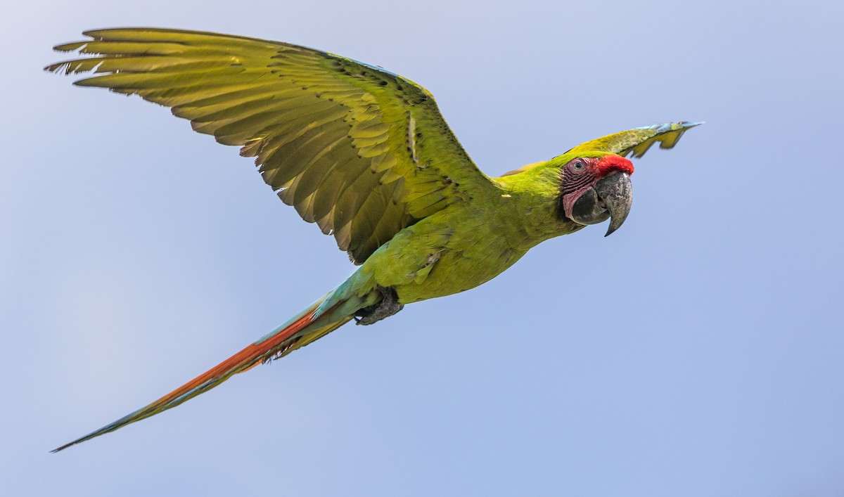 Great Green Macaw - ML633137037