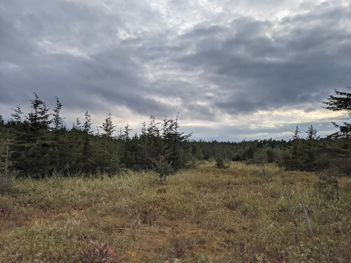 null - ML633137074