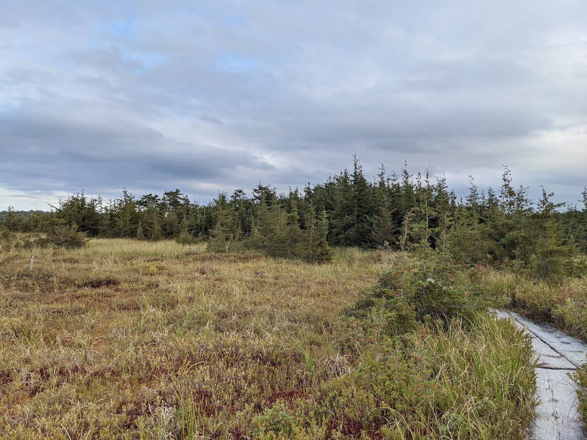 null - ML633137075