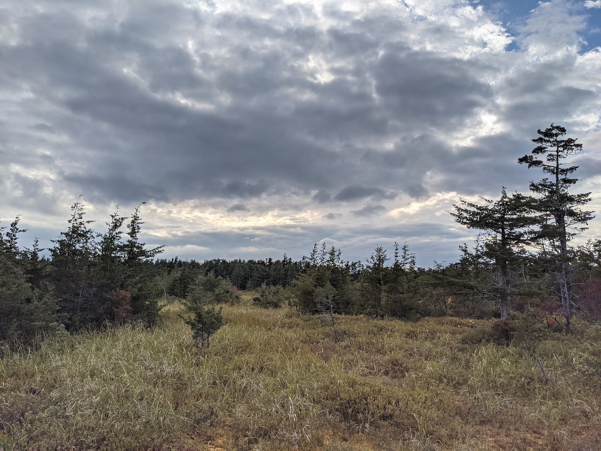 null - ML633137076