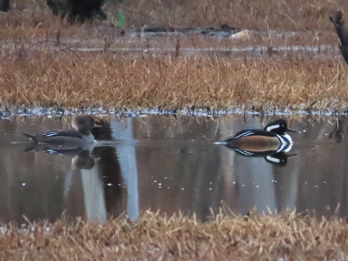 Hooded Merganser - ML633137091