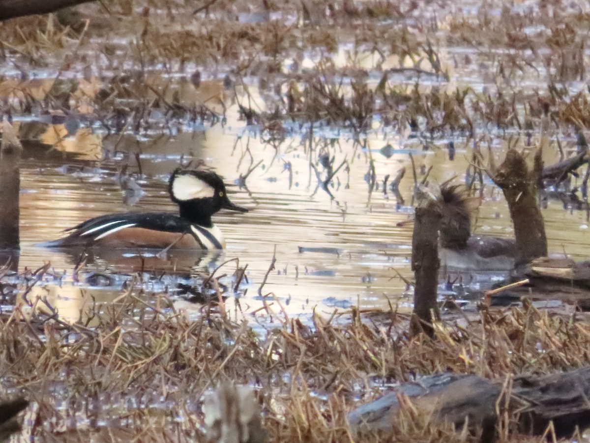 Hooded Merganser - ML633137092