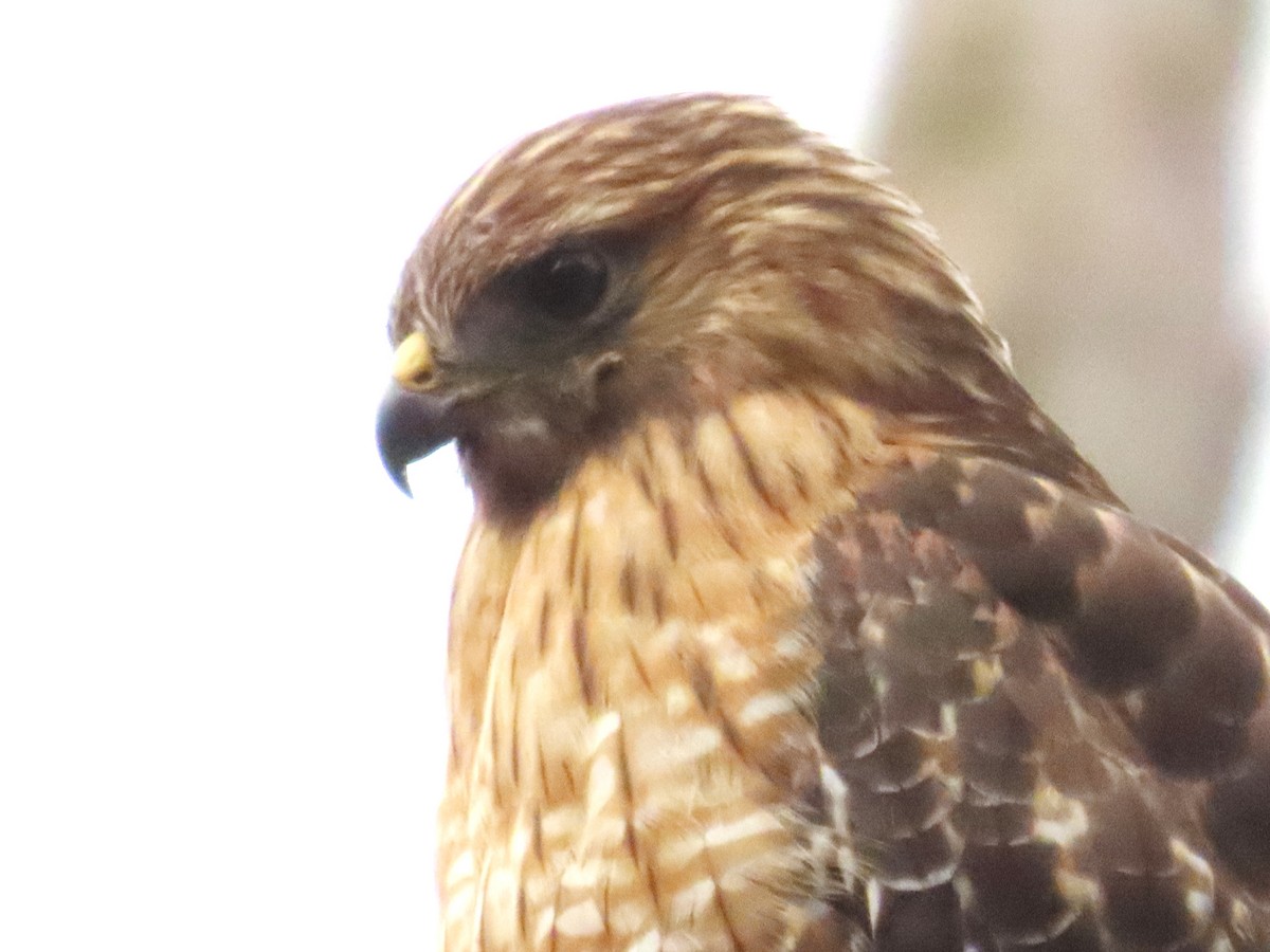 Red-shouldered Hawk - ML633137125