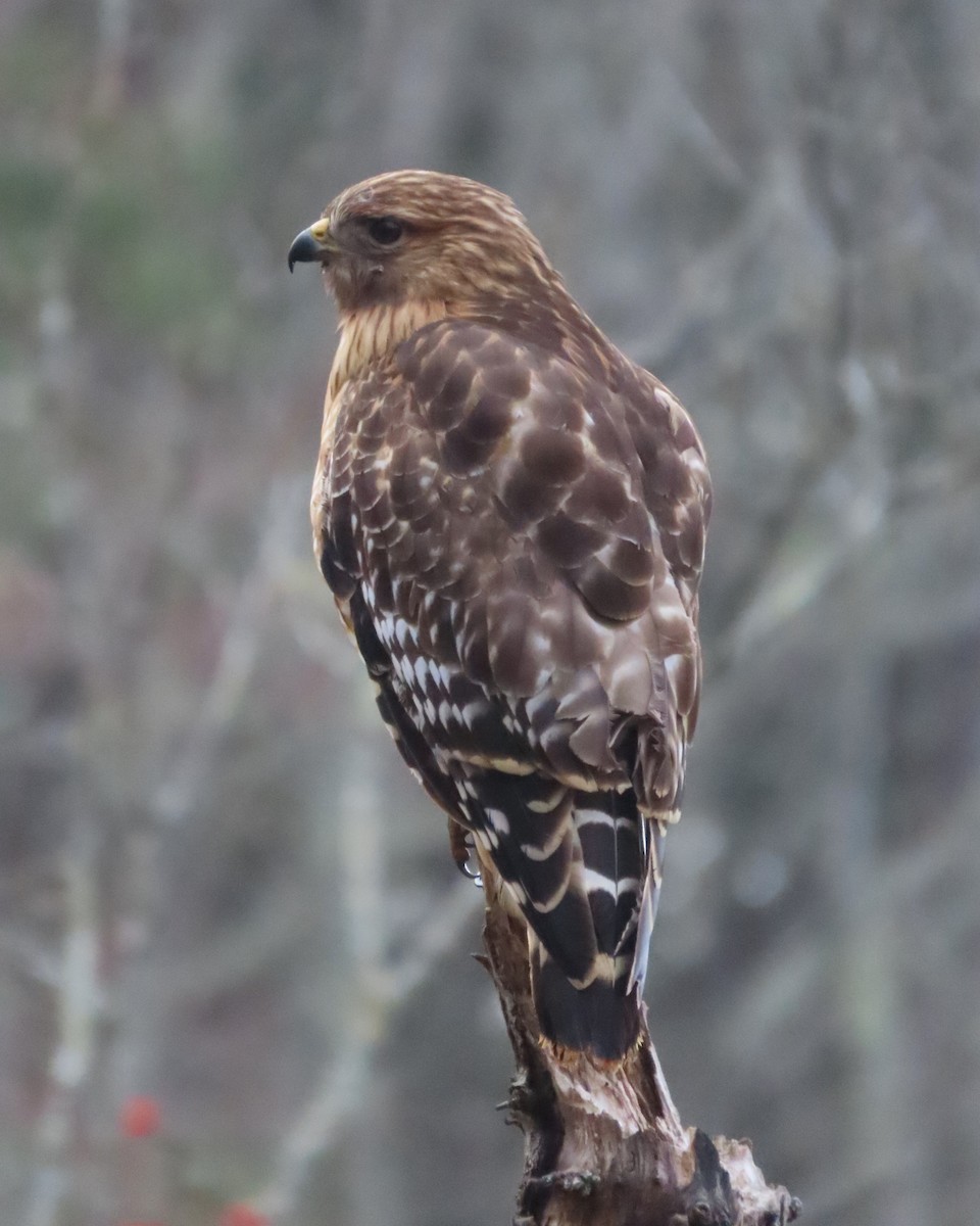 Red-shouldered Hawk - ML633137126