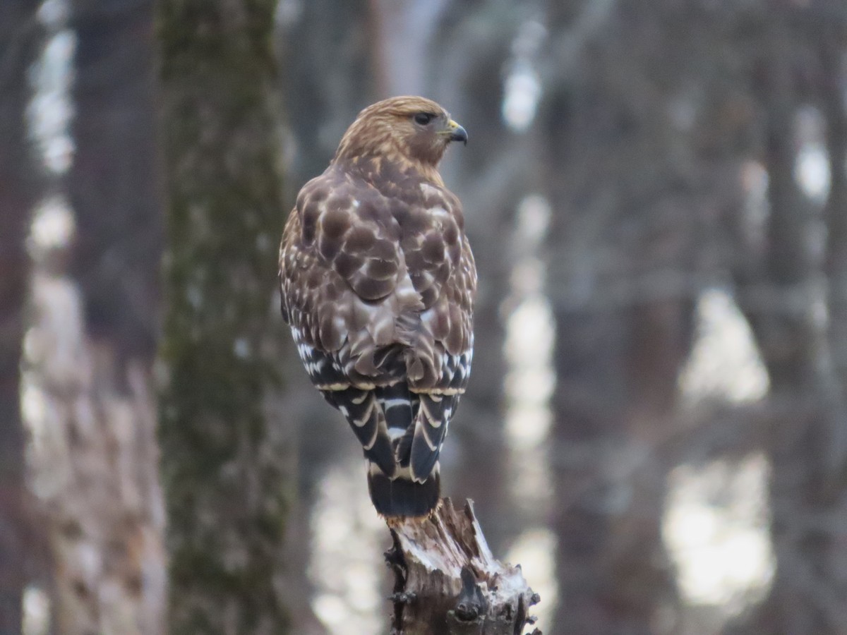 Red-shouldered Hawk - ML633137128