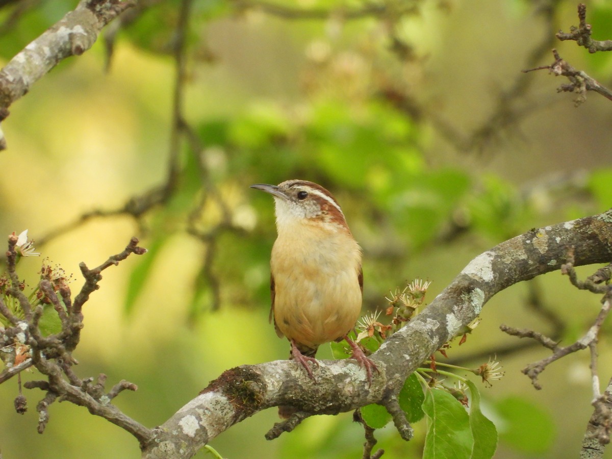 Carolina Wren - ML633137129