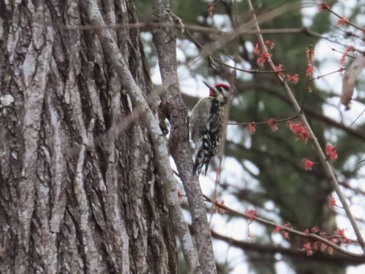 Yellow-bellied Sapsucker - ML633137150