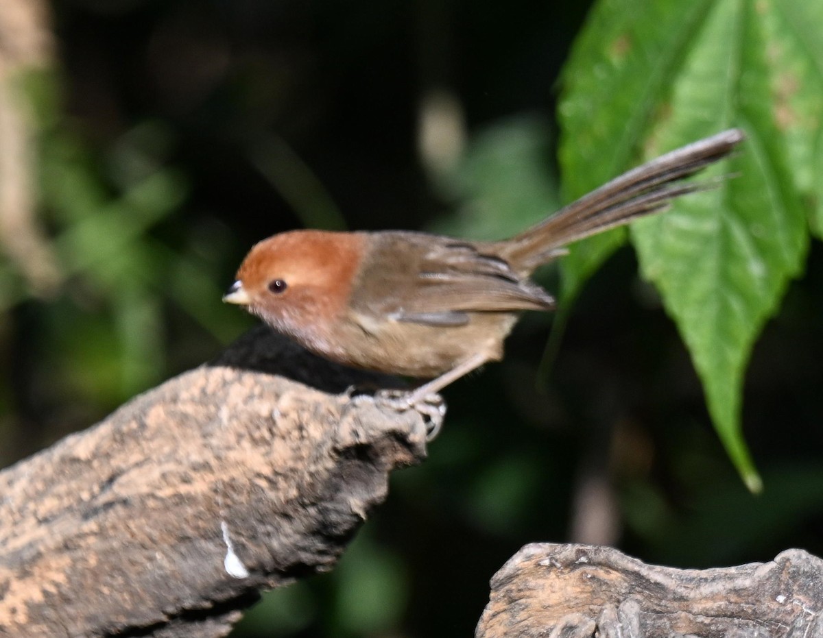 Brown-winged Parrotbill - ML633137179