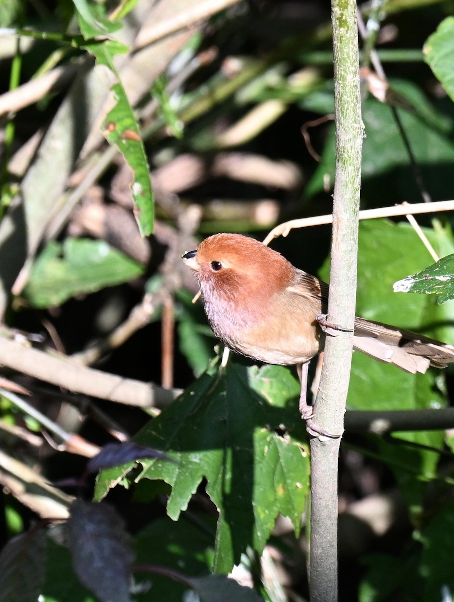 Brown-winged Parrotbill - ML633137181