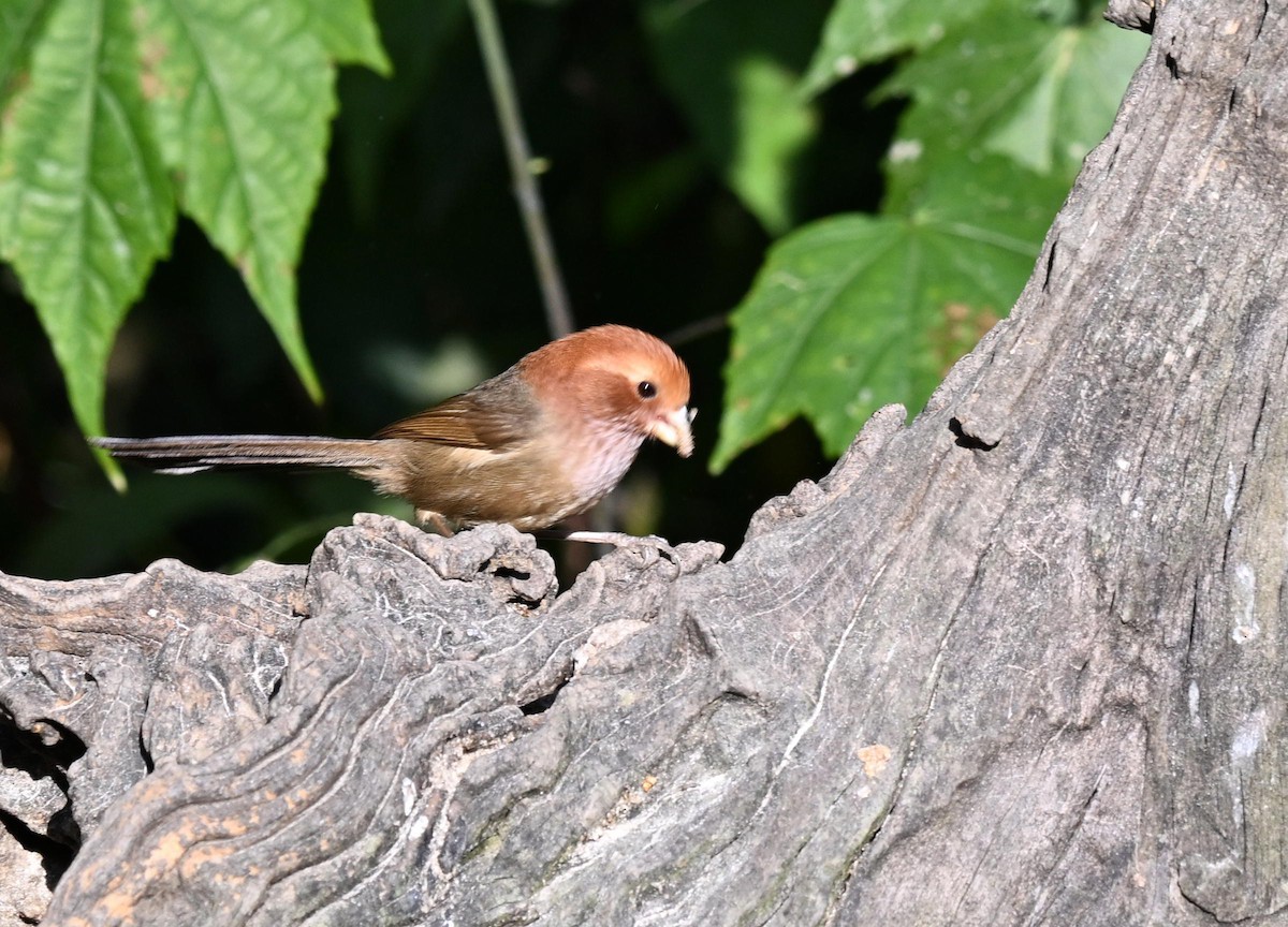 Brown-winged Parrotbill - ML633137183