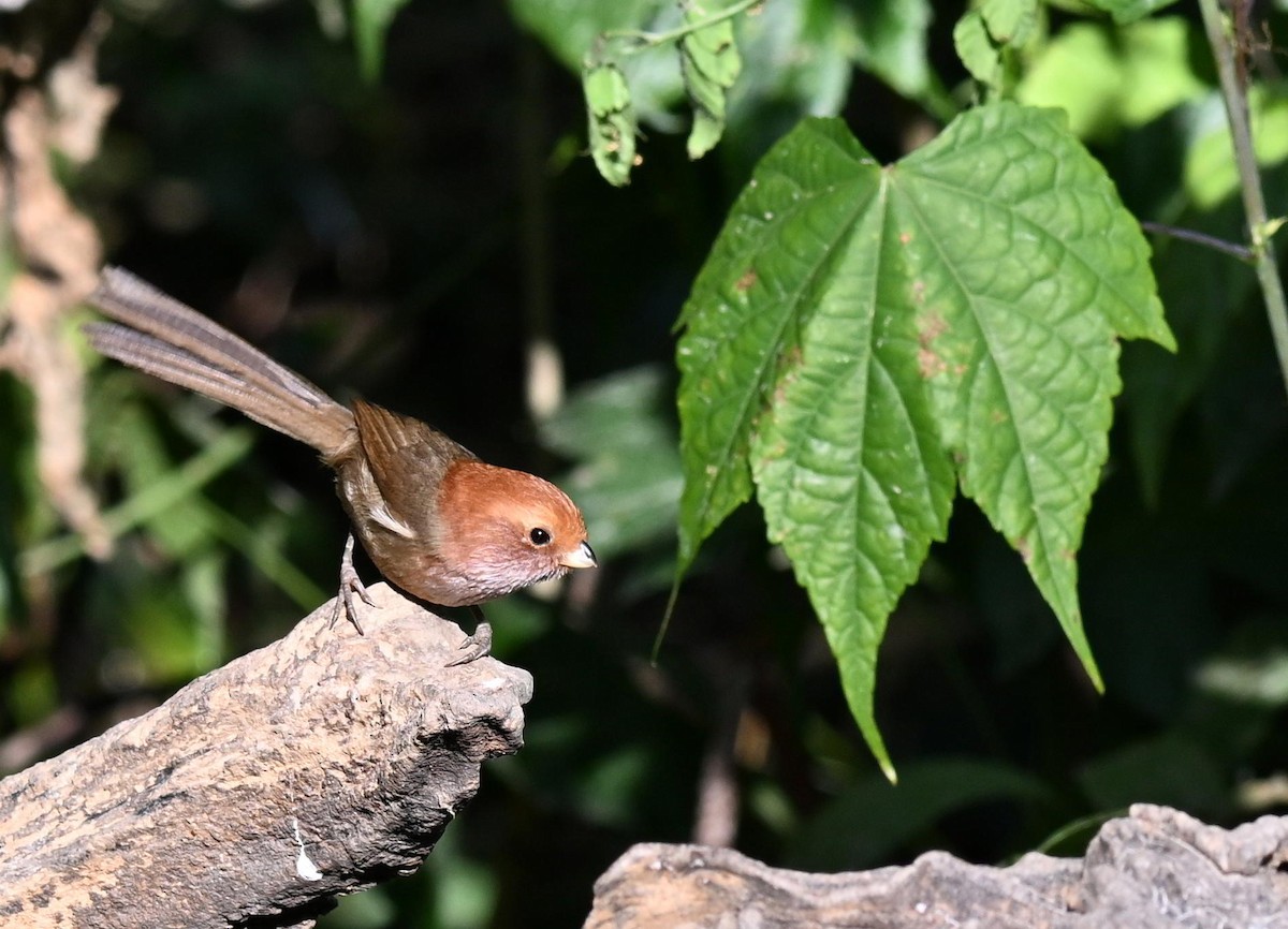 Brown-winged Parrotbill - ML633137184