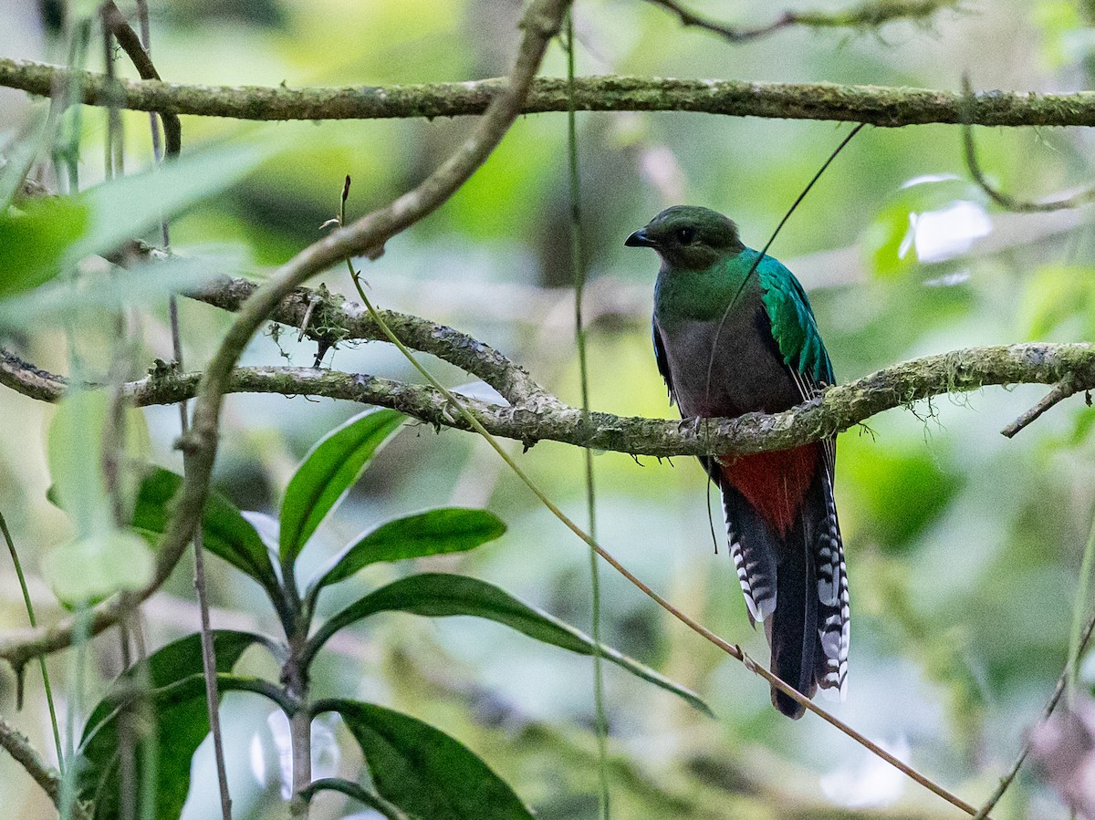 Resplendent Quetzal - ML633137229