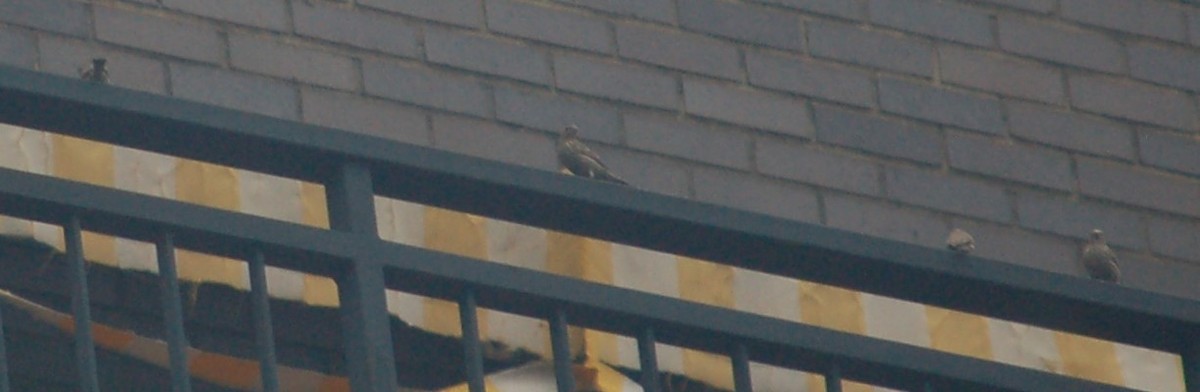 House Finch - ML633137247