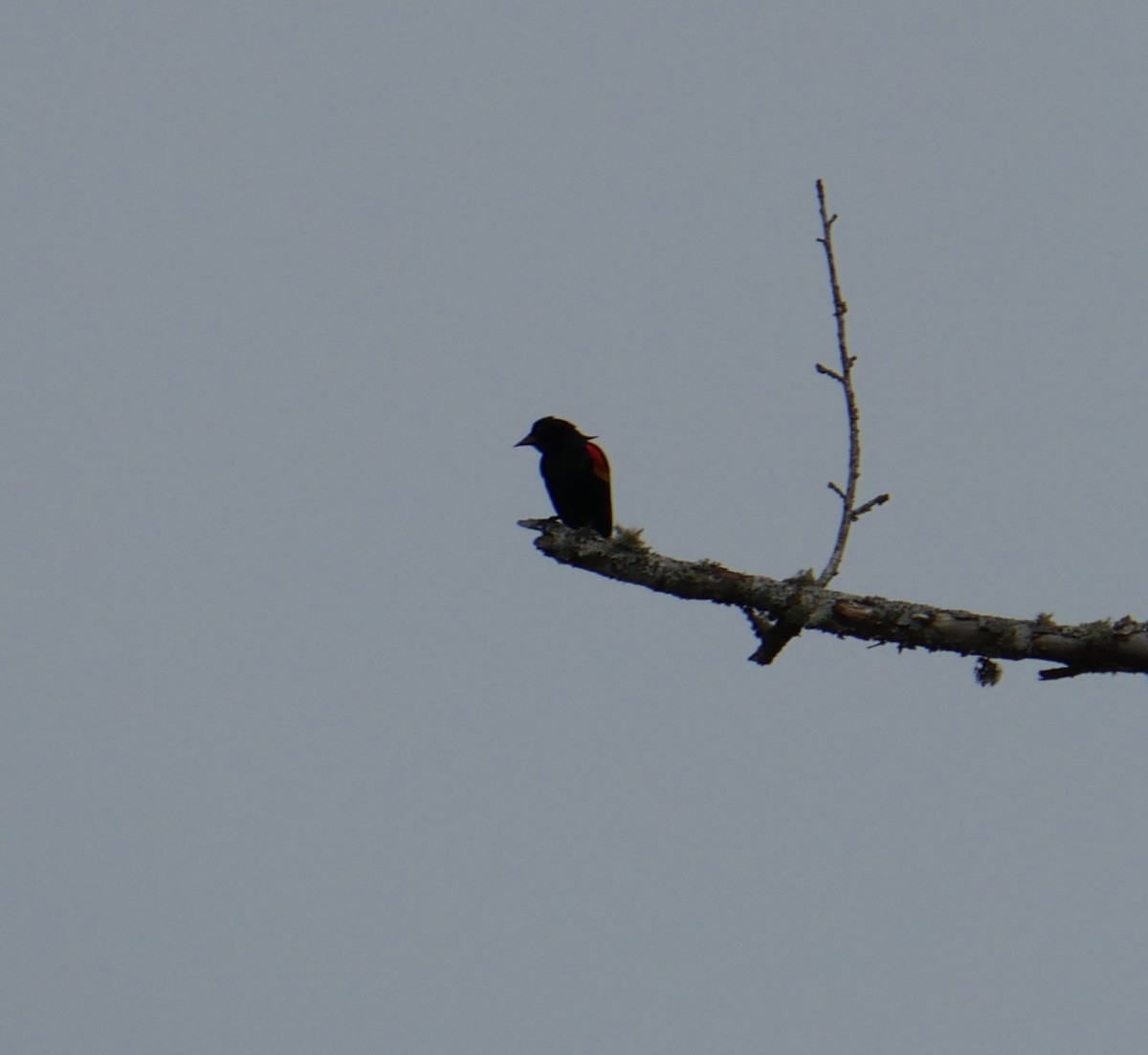 Red-winged Blackbird - ML633137410