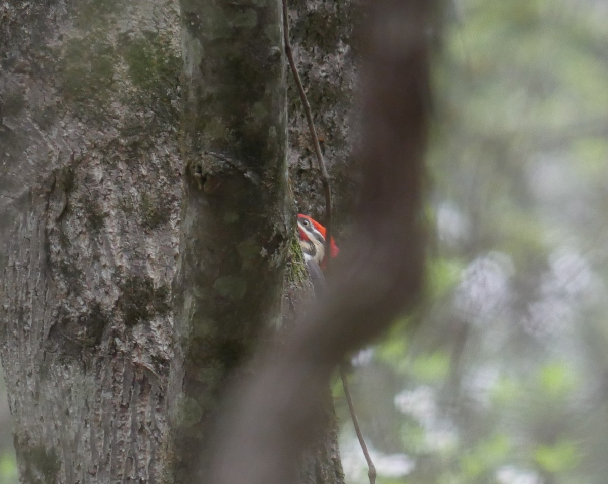Pileated Woodpecker - ML633137458