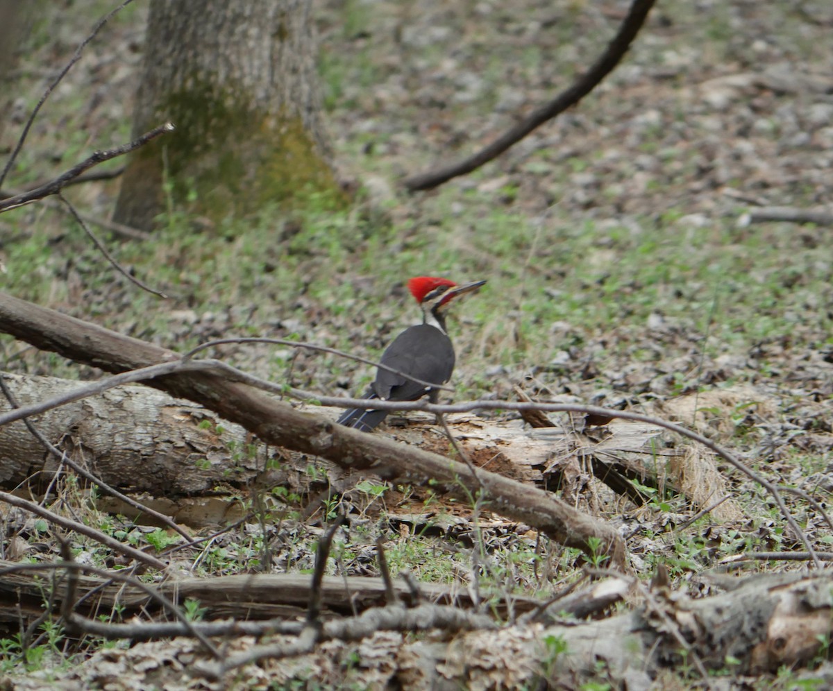 Pileated Woodpecker - ML633137460