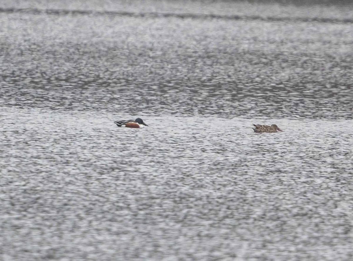 Northern Shoveler - ML633137488