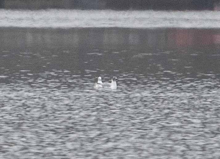 Bonaparte's Gull - ML633137519