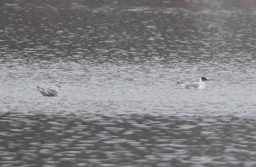 Bonaparte's Gull - ML633137520