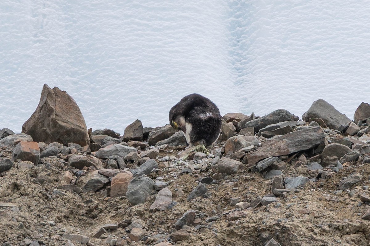 Royal Penguin - ML633137587