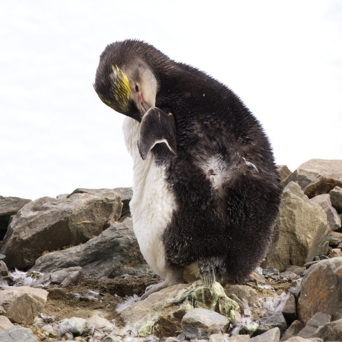 Royal Penguin - ML633137911
