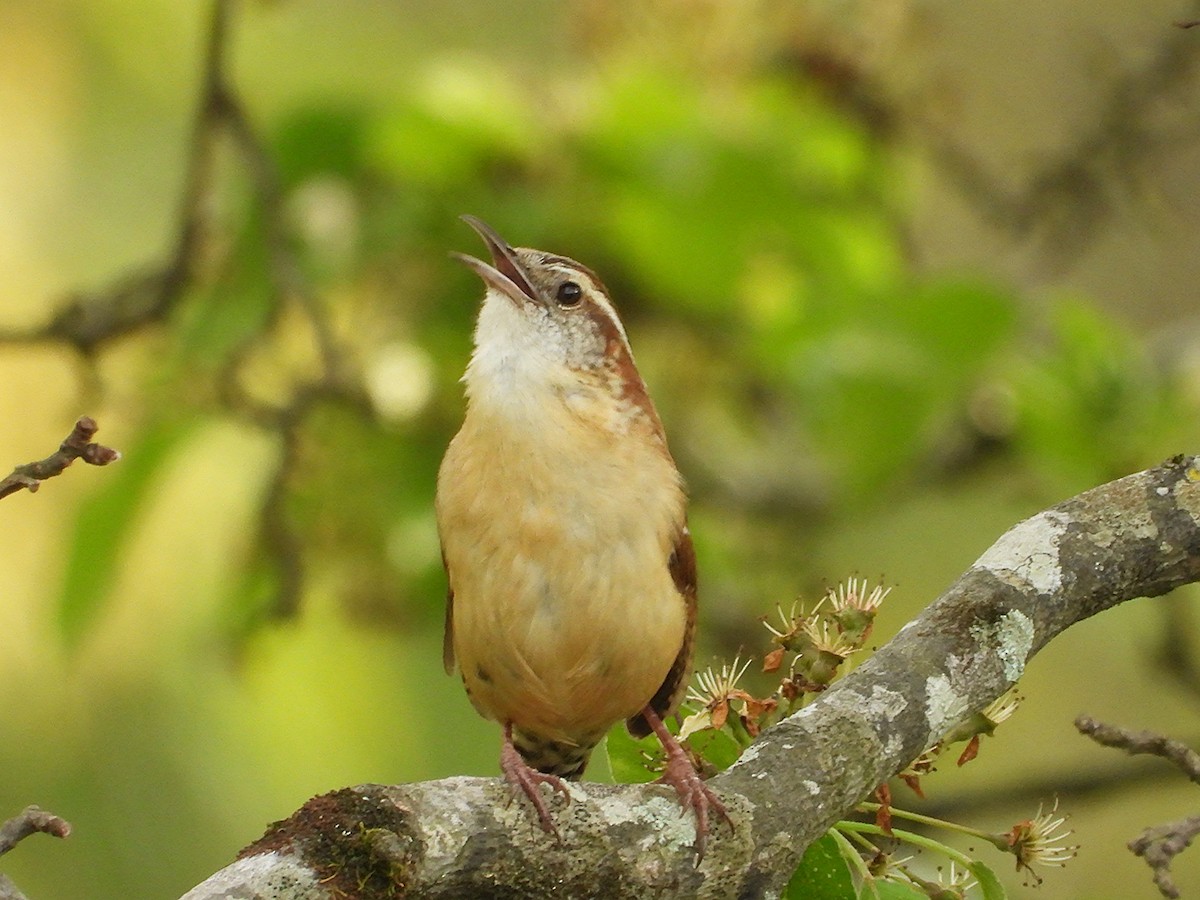Carolina Wren - ML633138094