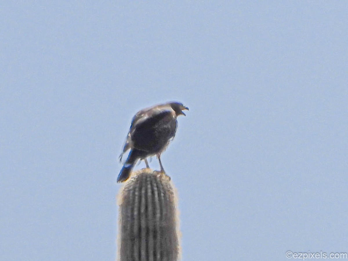 Harris's Hawk - ML633138354