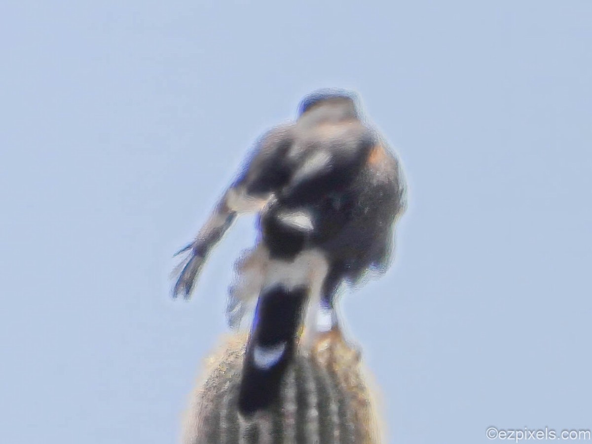 Harris's Hawk - ML633138355