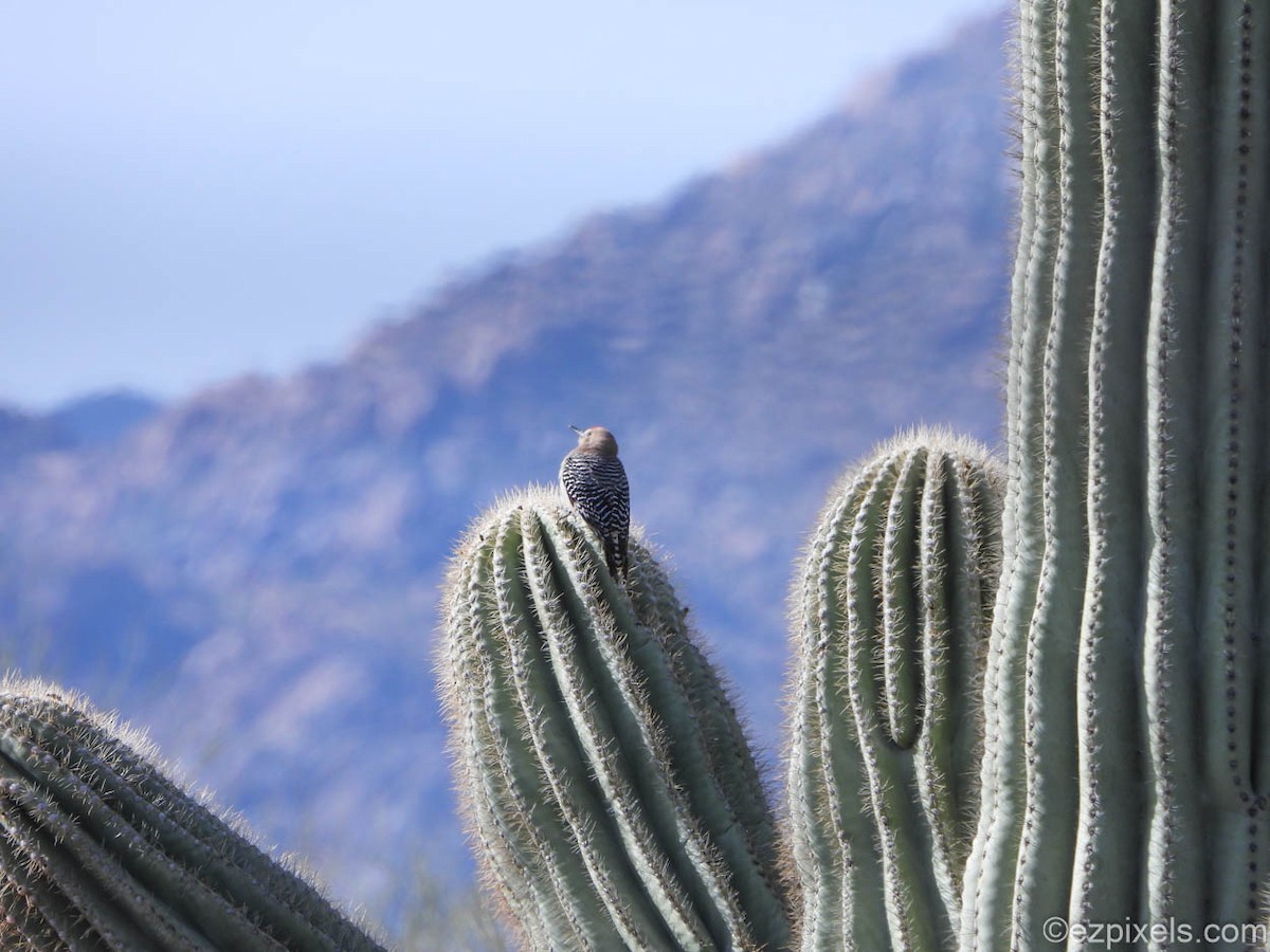 Gila Woodpecker - ML633138405