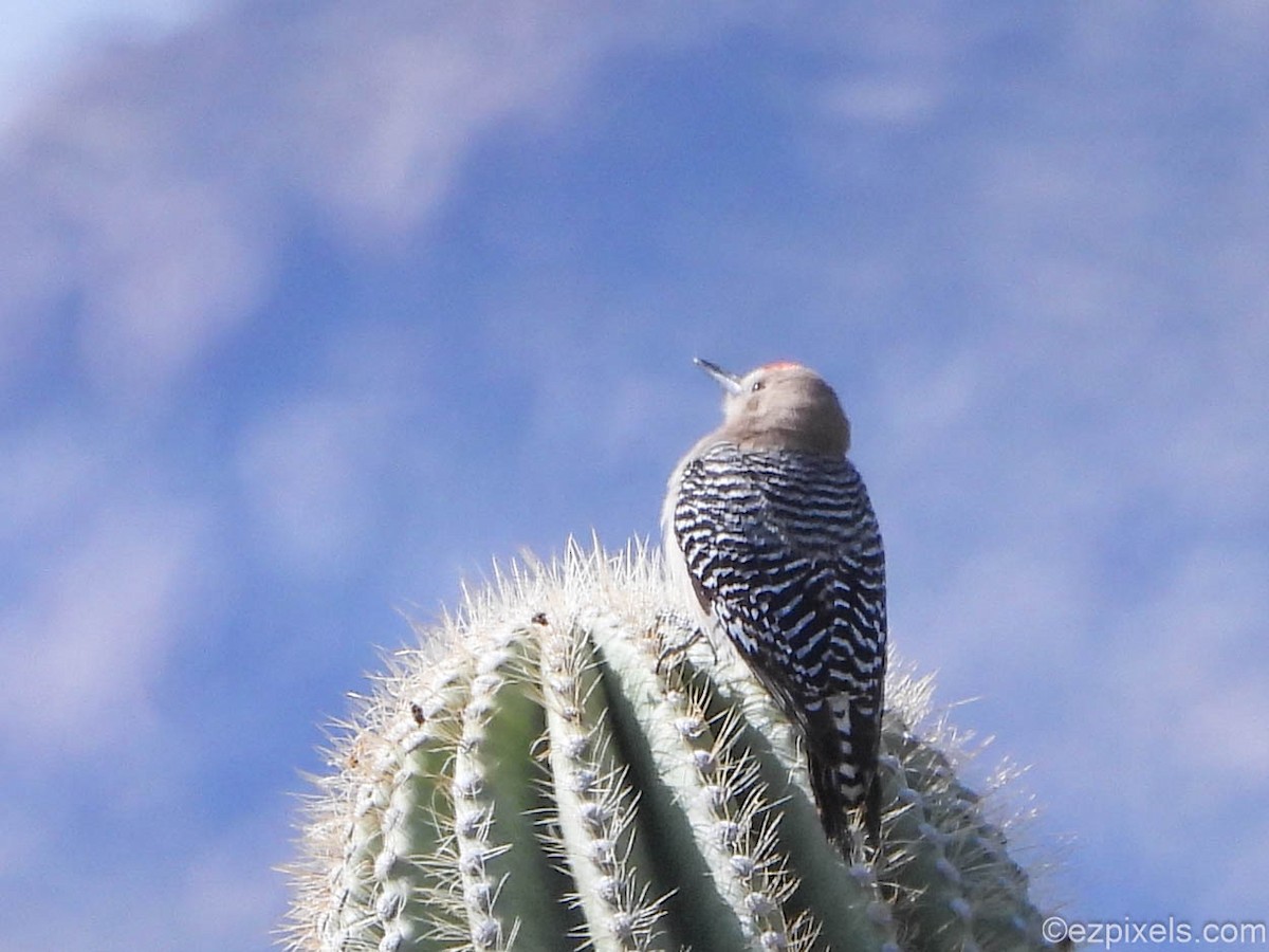 Gila Woodpecker - ML633138406
