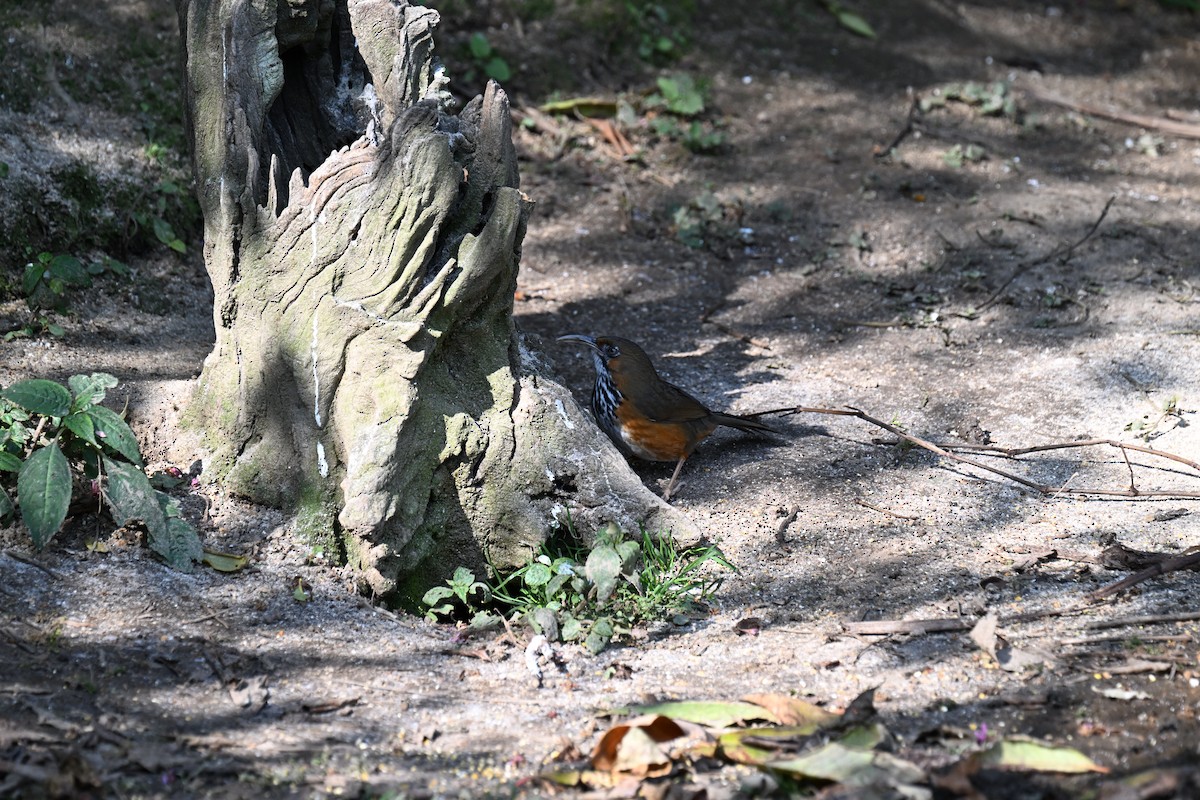 Black-streaked Scimitar-Babbler - ML633138440