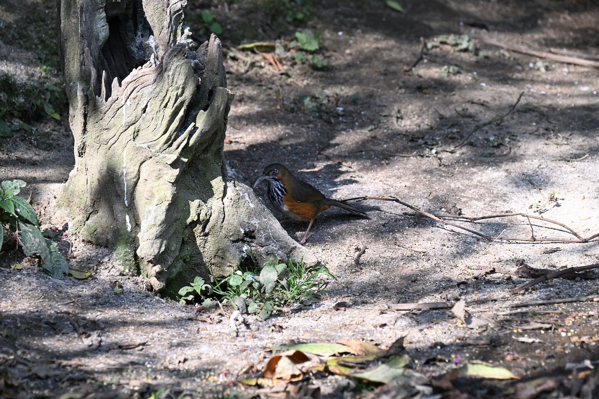Black-streaked Scimitar-Babbler - ML633138441