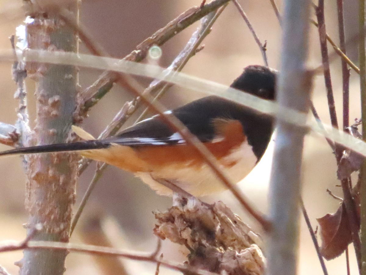 Eastern Towhee - Teresa Noel