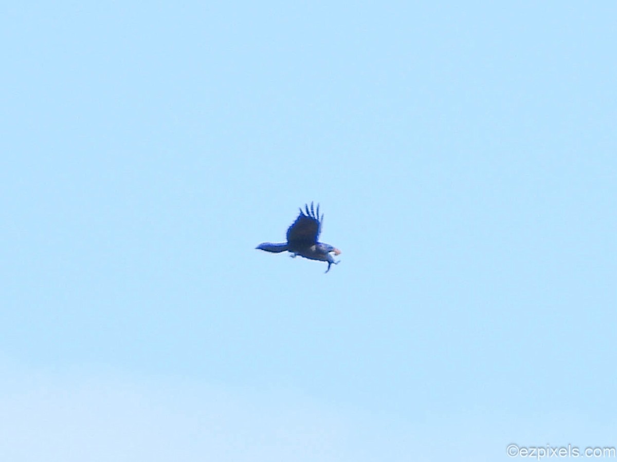 Common Raven - ML633138514