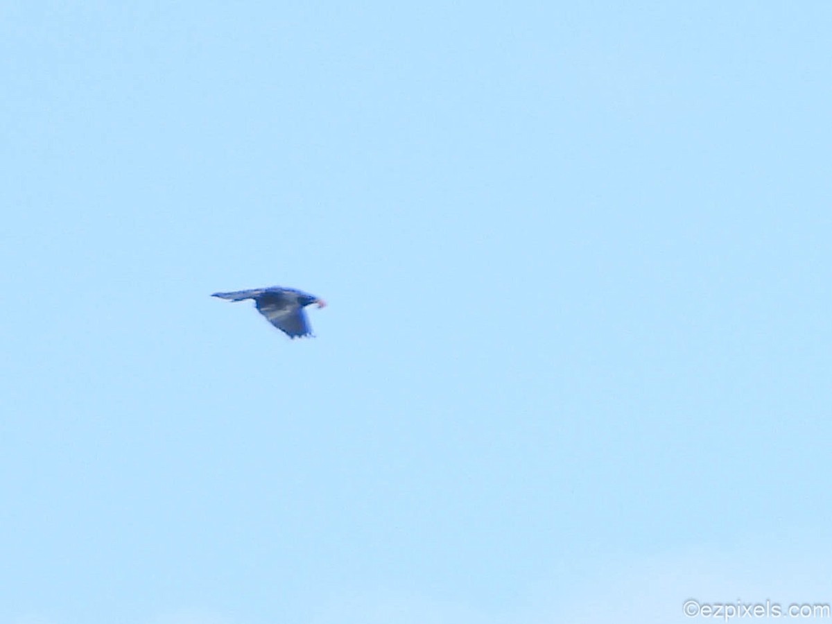 Common Raven - ML633138515