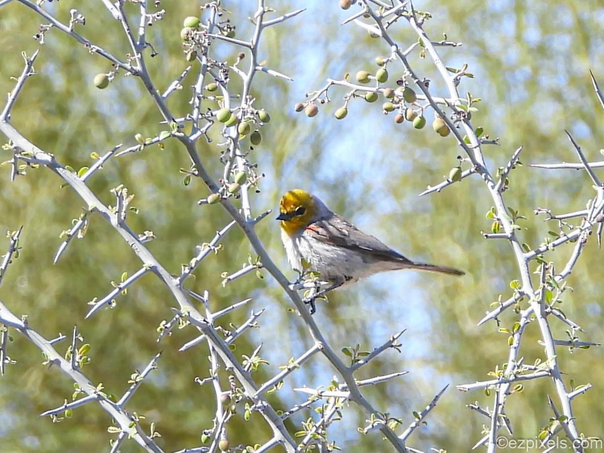 Verdin - ML633138524