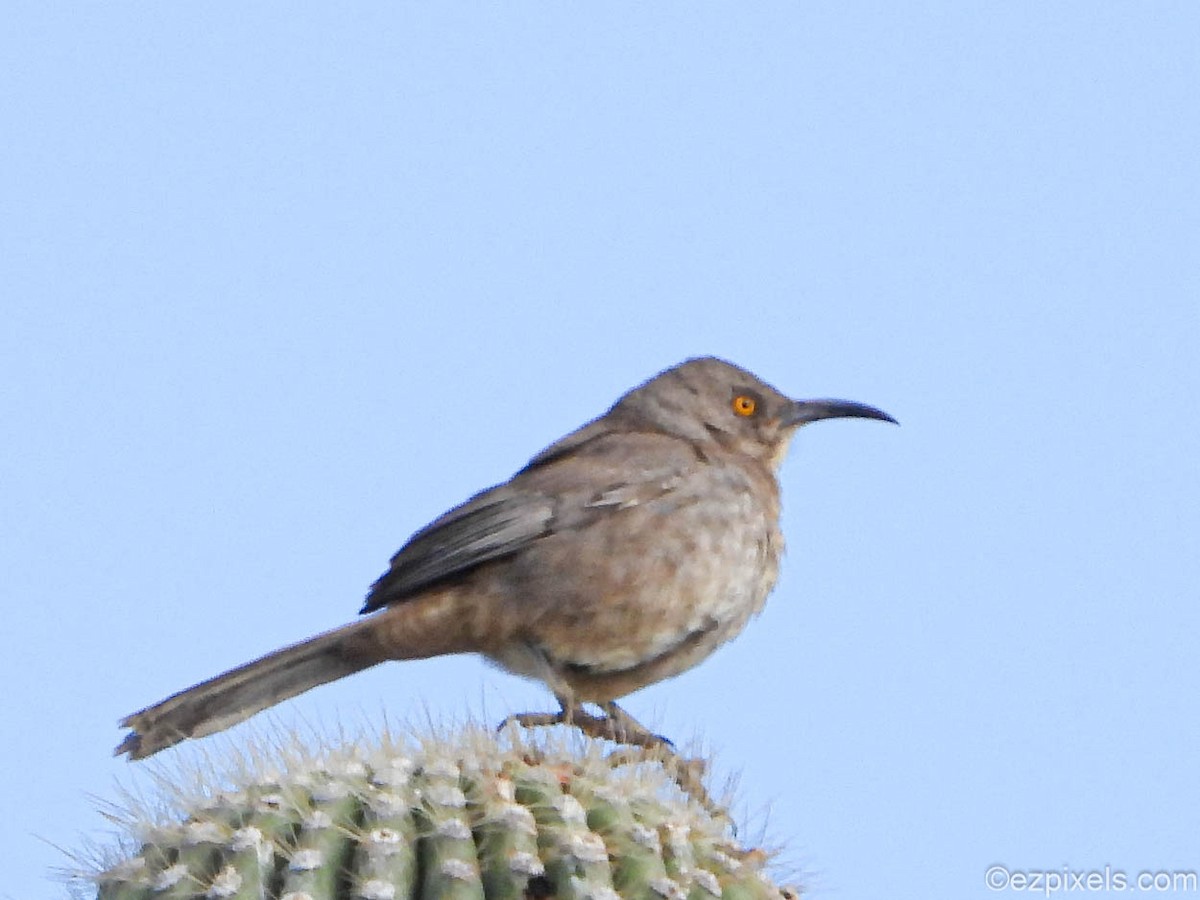 Curve-billed Thrasher - ML633138543